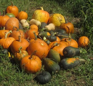 The 2012 "Drought" Harvest