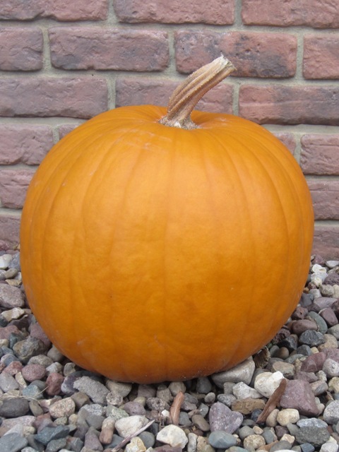 Pumpkin1