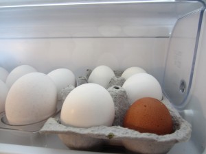 The first home raised egg with the last grocery store eggs.