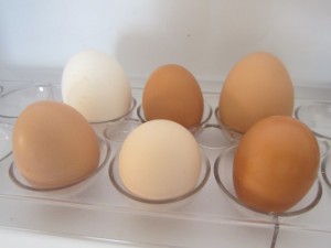 The last grocery store egg (upper left) with the home raised eggs. 