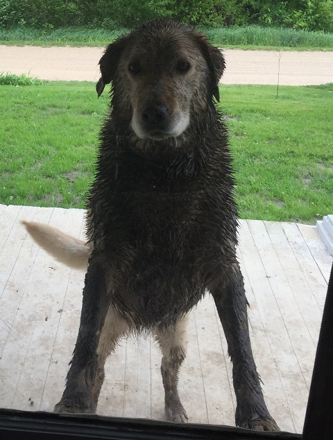 The guard dog found some mud... and was eager to share.